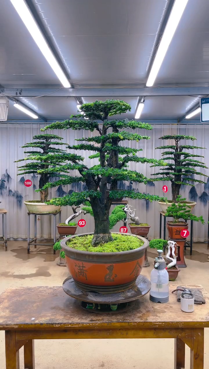 无花朵提****份精品盆景  一物一拍