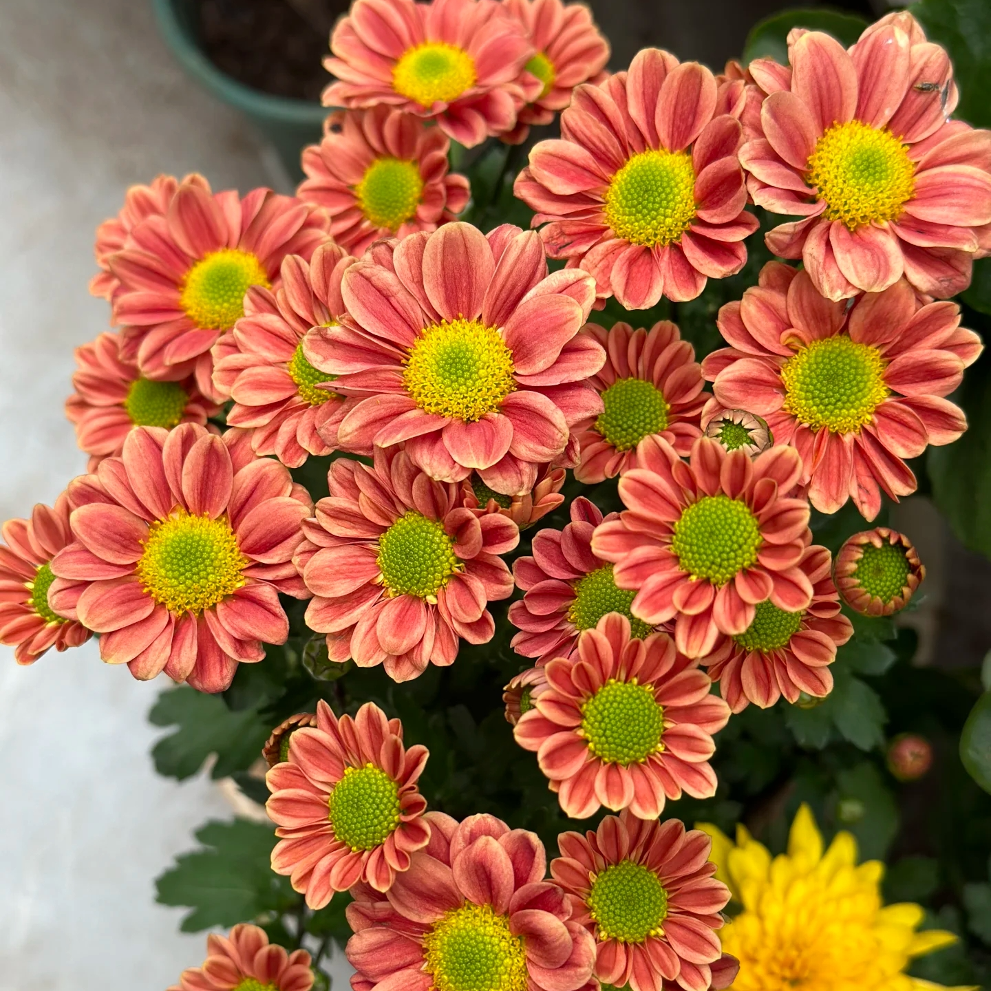 玲珑小菊盆栽颜值高花期长耐晒庭院阳台新手易养护爆花强