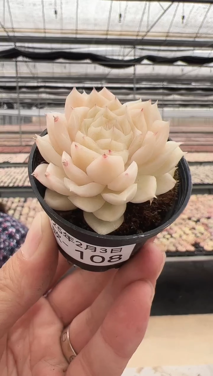 【闪购商品】新款多肉-108（5.5杯）