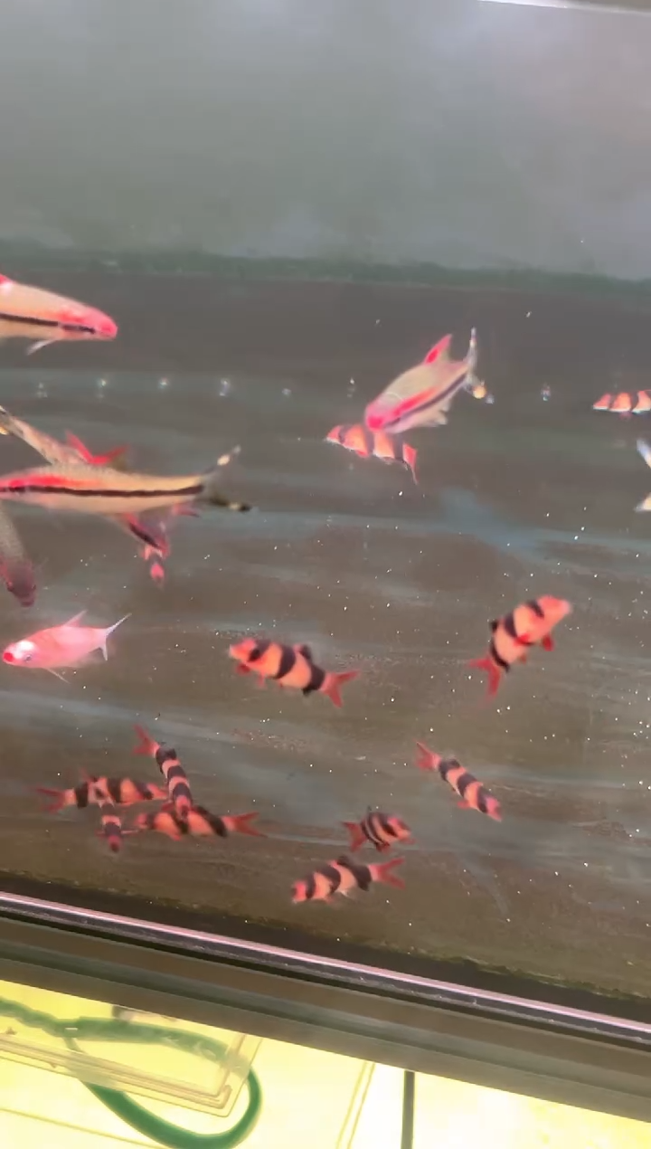 鼠鱼土**长不知名倒掉鼠5条 4cm左右