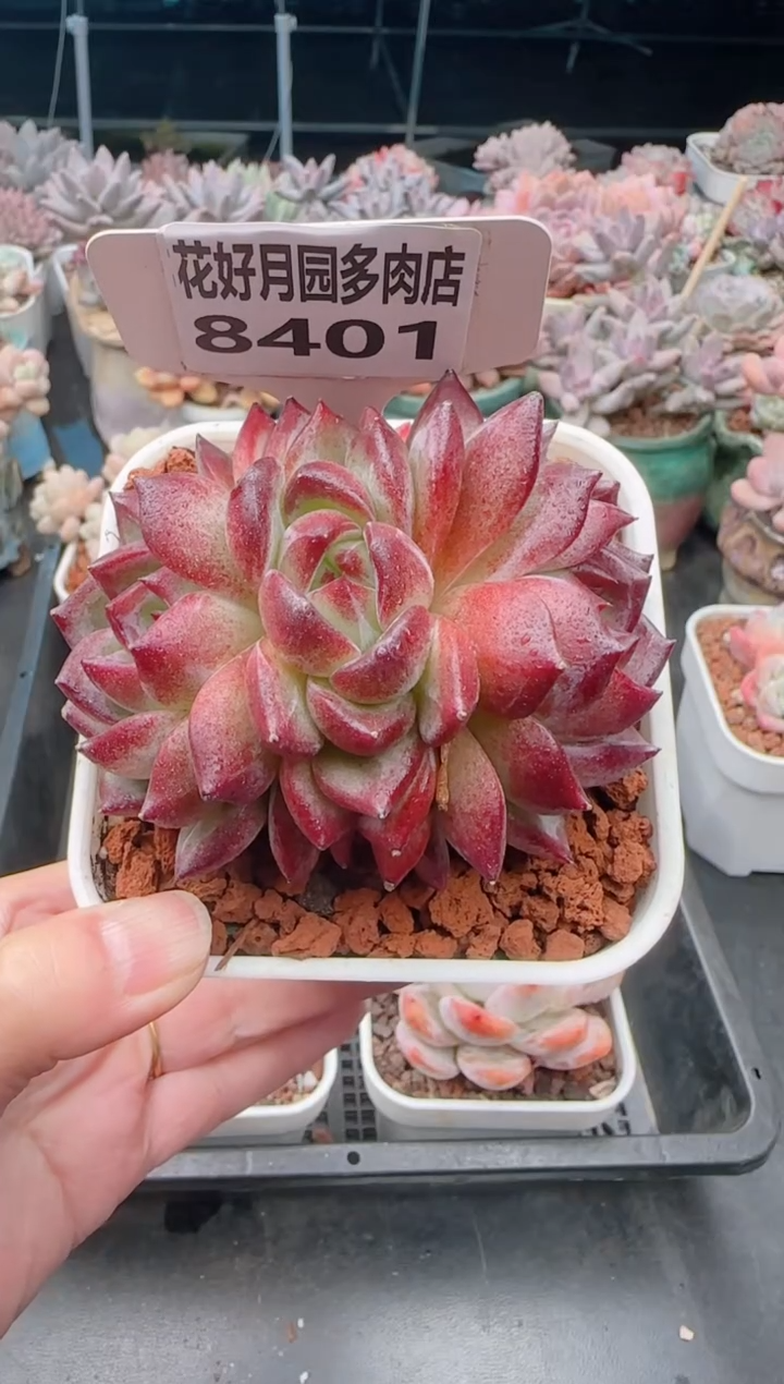 【闪购商品】8401.