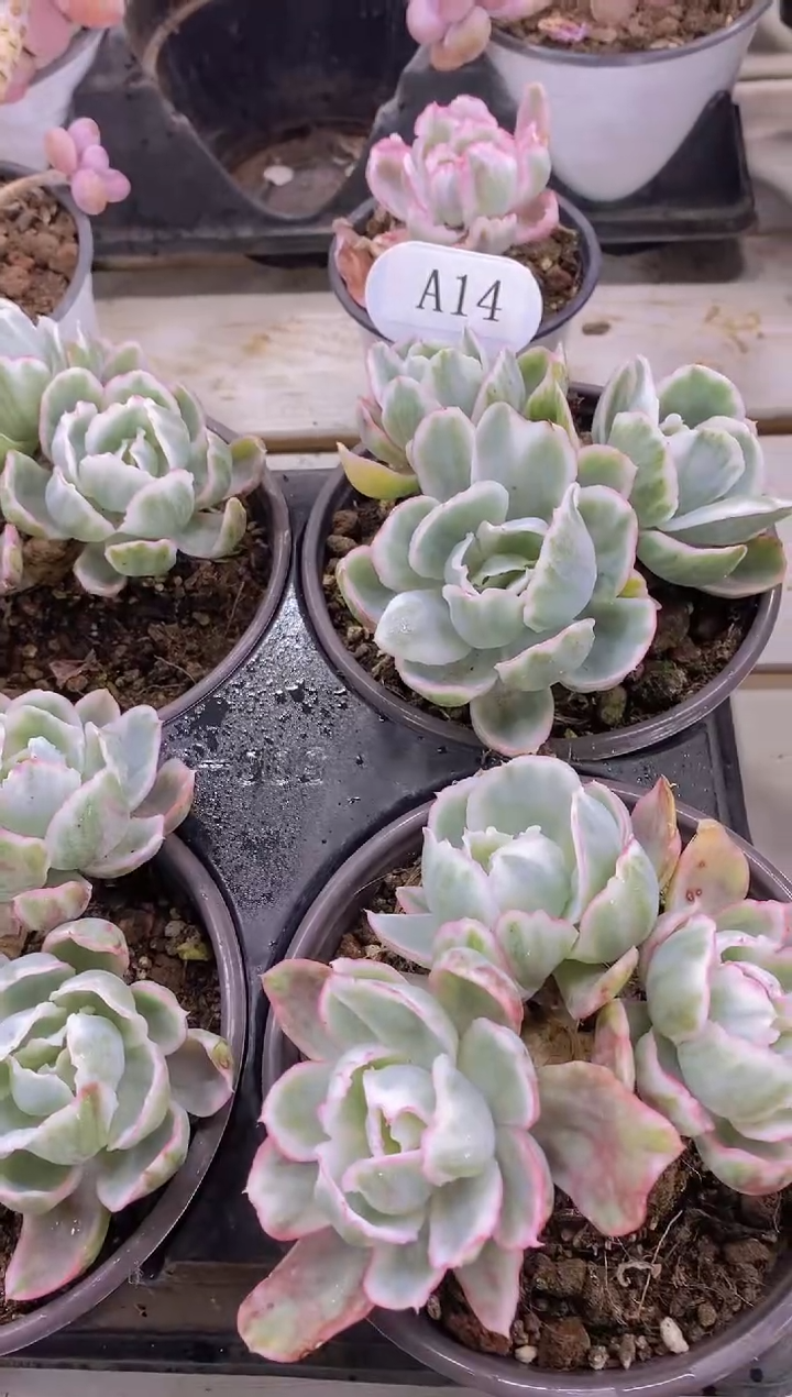 【闪购商品】A14-伯克利锦3头起脱土发（量拍）