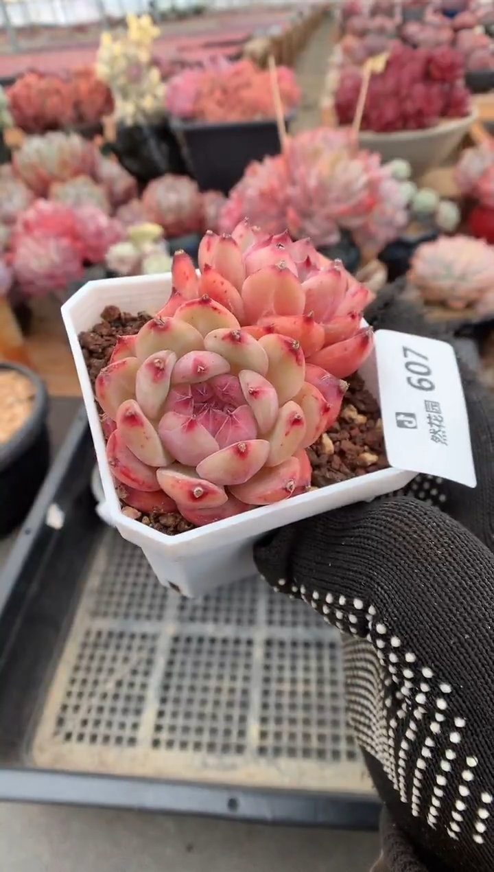 607卡罗拉多肉植物一物一拍