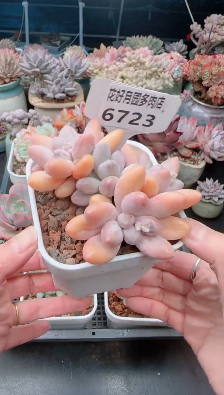 【闪购商品】6723.