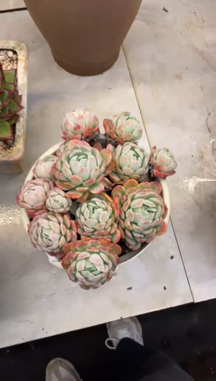 【闪购商品】339贝瑞