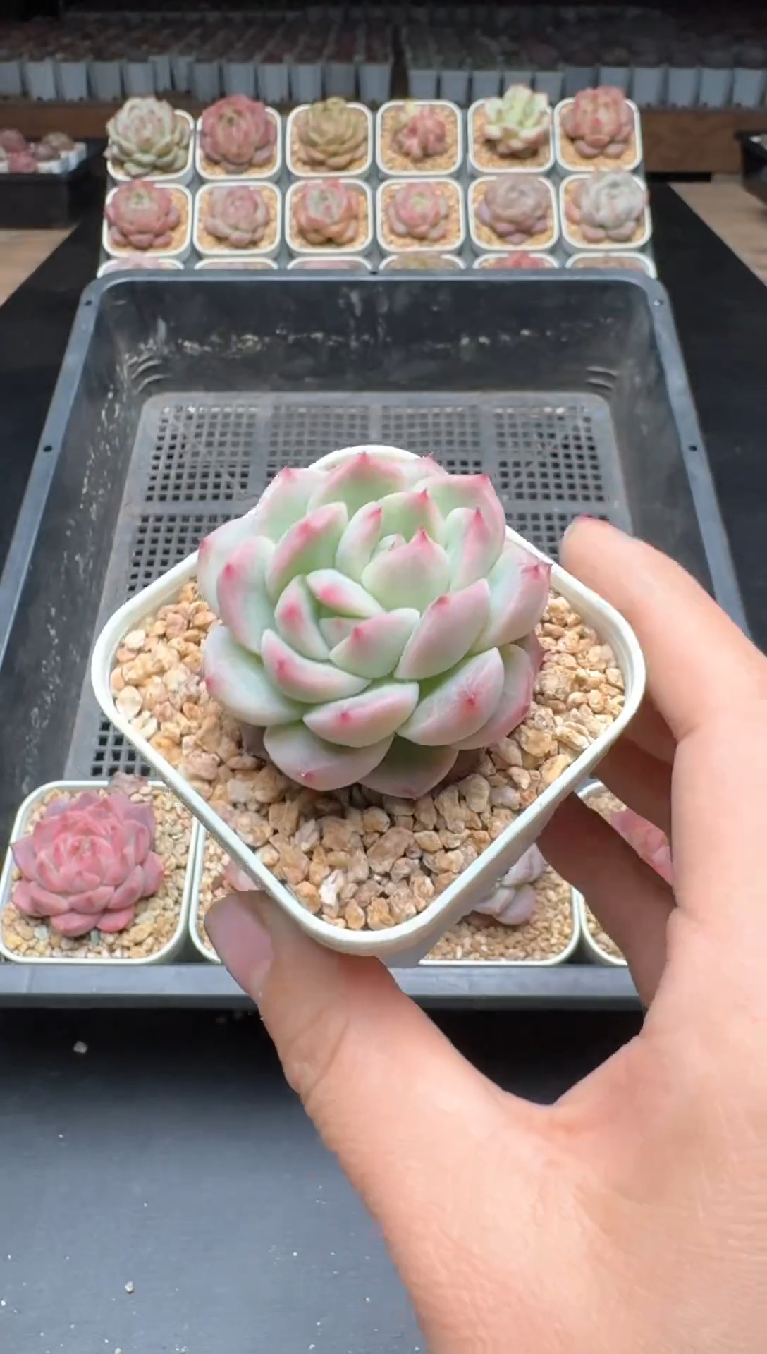 【闪购商品】011A号一物一拍多肉花卉植物拍3颗起发