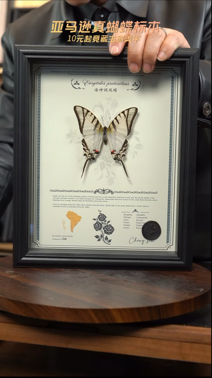海神阔凤蝶虫逢艺术款10寸
