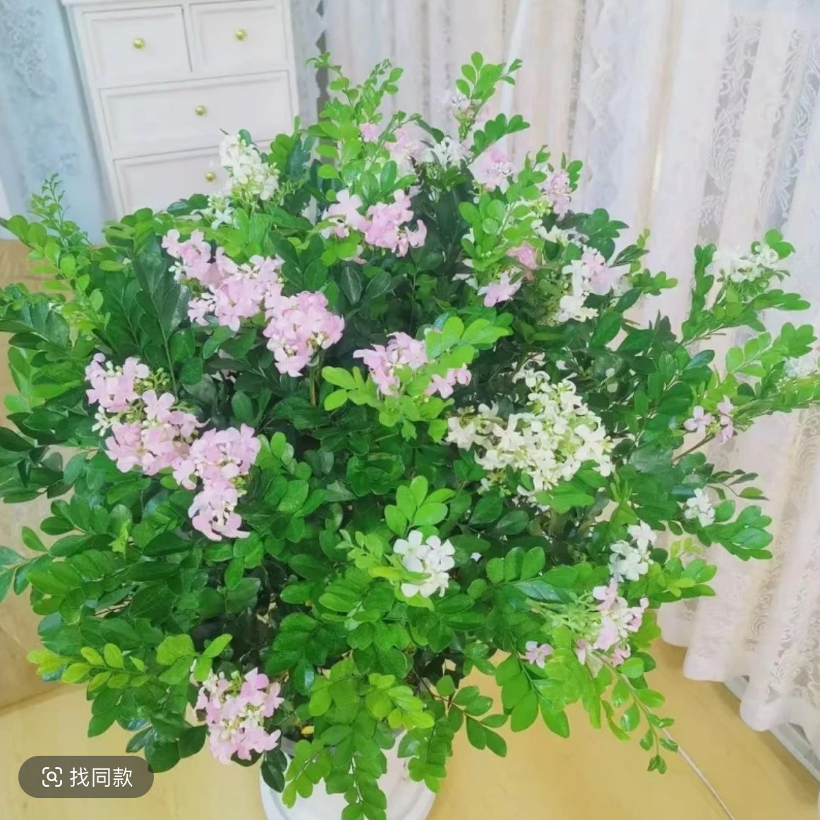 【40-50高】九里香绿植盆栽室内外阳台盆栽植物基地直发