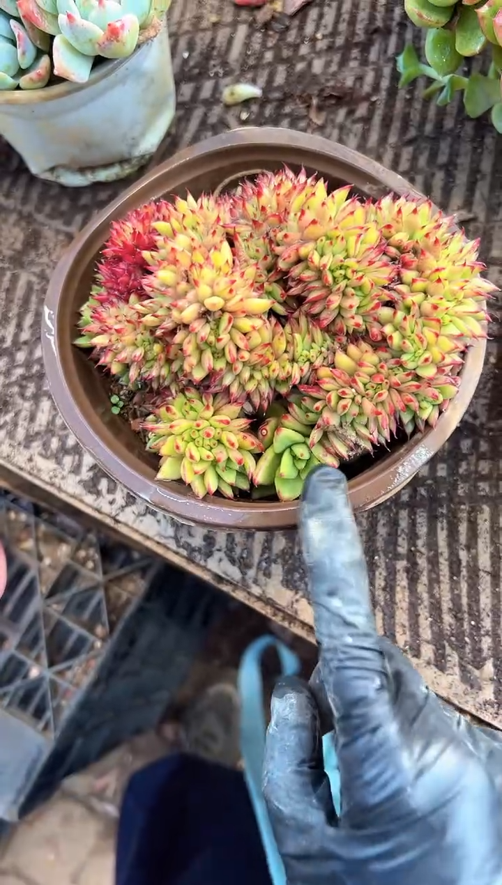 橙*多肉植物一物一拍23373