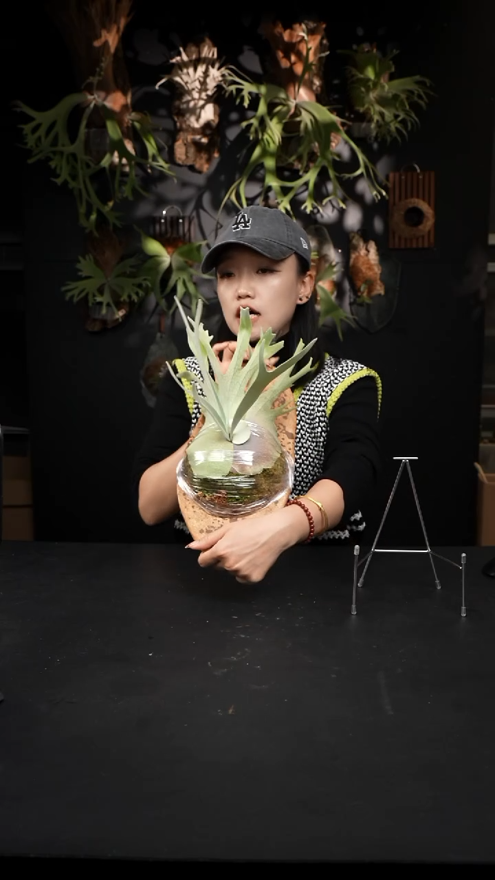 不开花植物LC1212-02 千手指