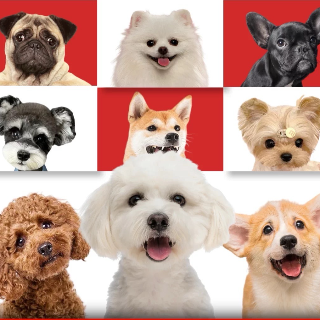 自选纯种小型犬泰迪博美比熊等可爱幼犬1