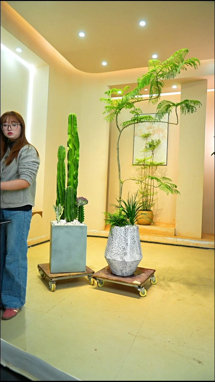 不开花植物两***爱蓝花楹落地款一物一拍