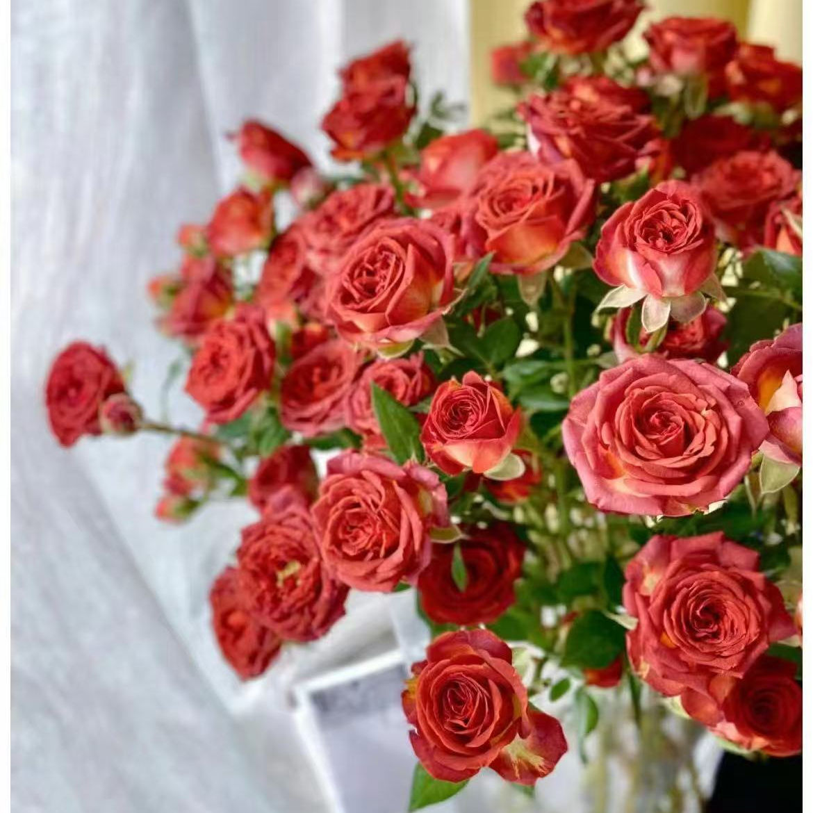 巧克力泡泡多头玫瑰5只 【全场任意两单包邮 空运鲜花次日达】