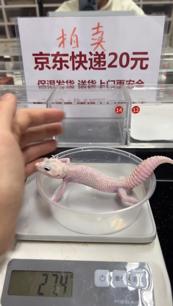 豹纹守宫000000000000