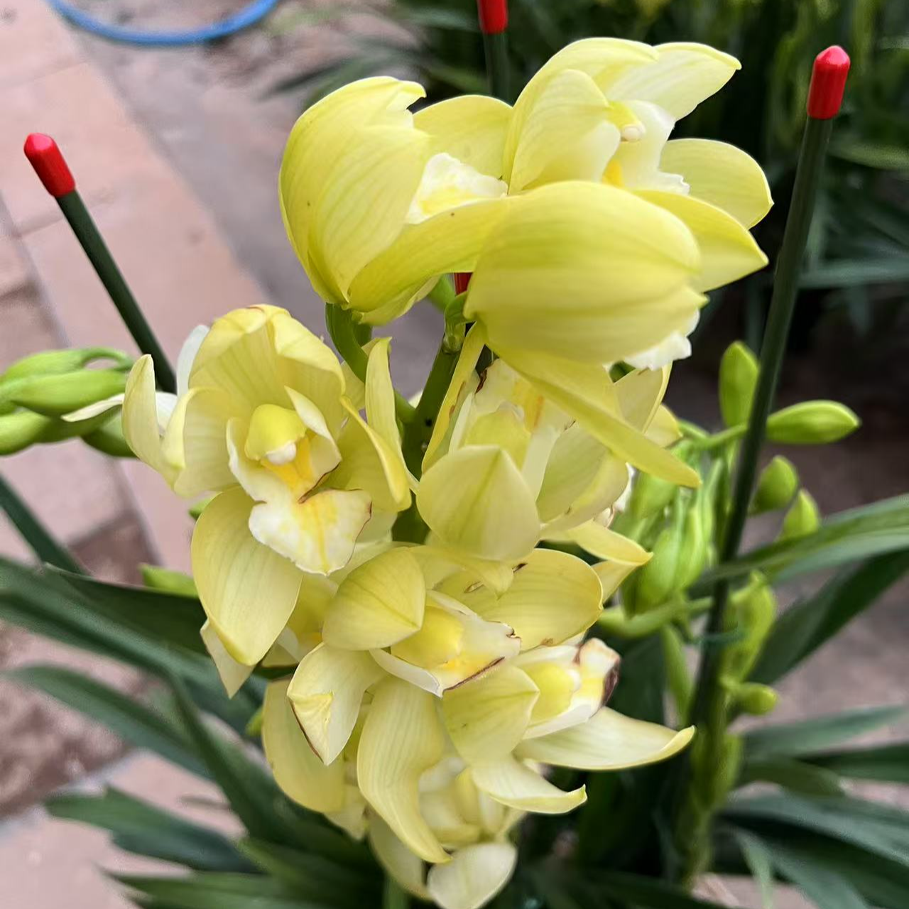 清仓处理【白玉香兰】清香型大花蕙兰（不售后）