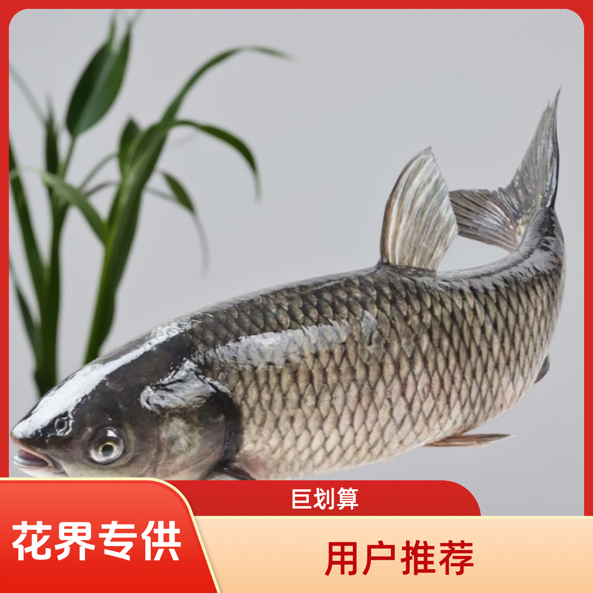 【鲜活水产】新鲜草鱼约1斤6俩/份（配送到家）