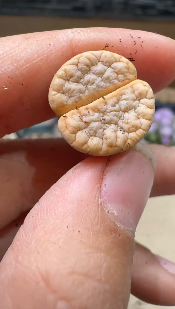 13-29多肉植物肉锥