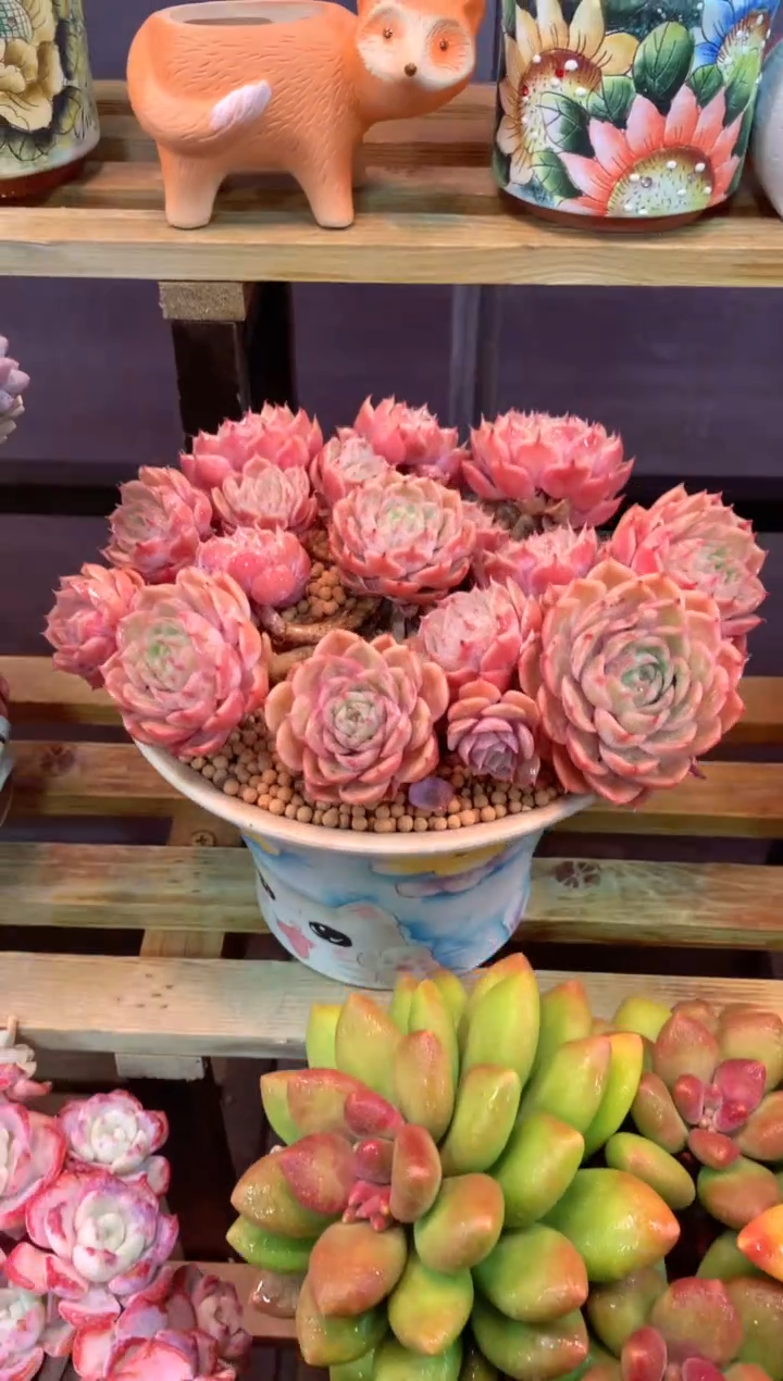 昂斯诺捧花 只走物流349G（一物一拍，精品多肉，w所见即所得 ）