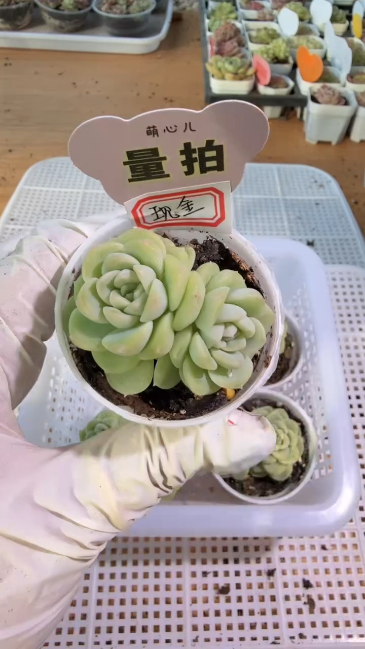 现金/双头圆杯1盆 量拍混发