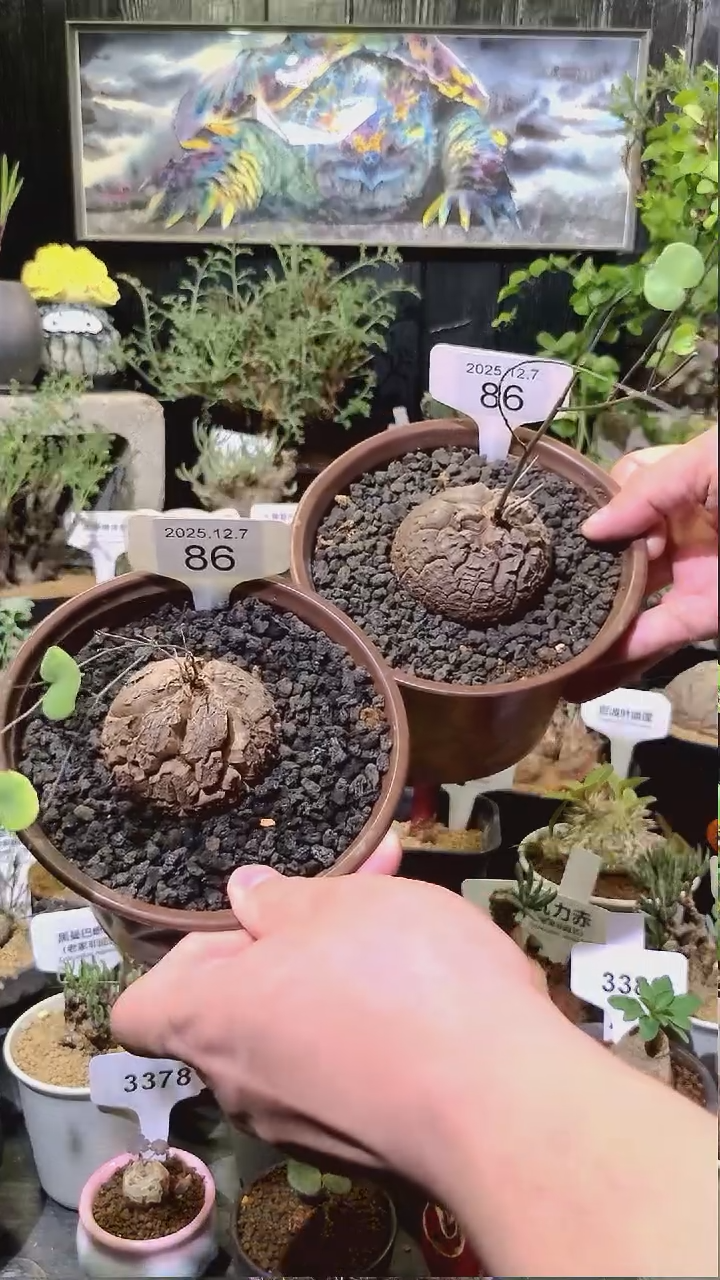 86号1208福利南非龟甲龙买一送一