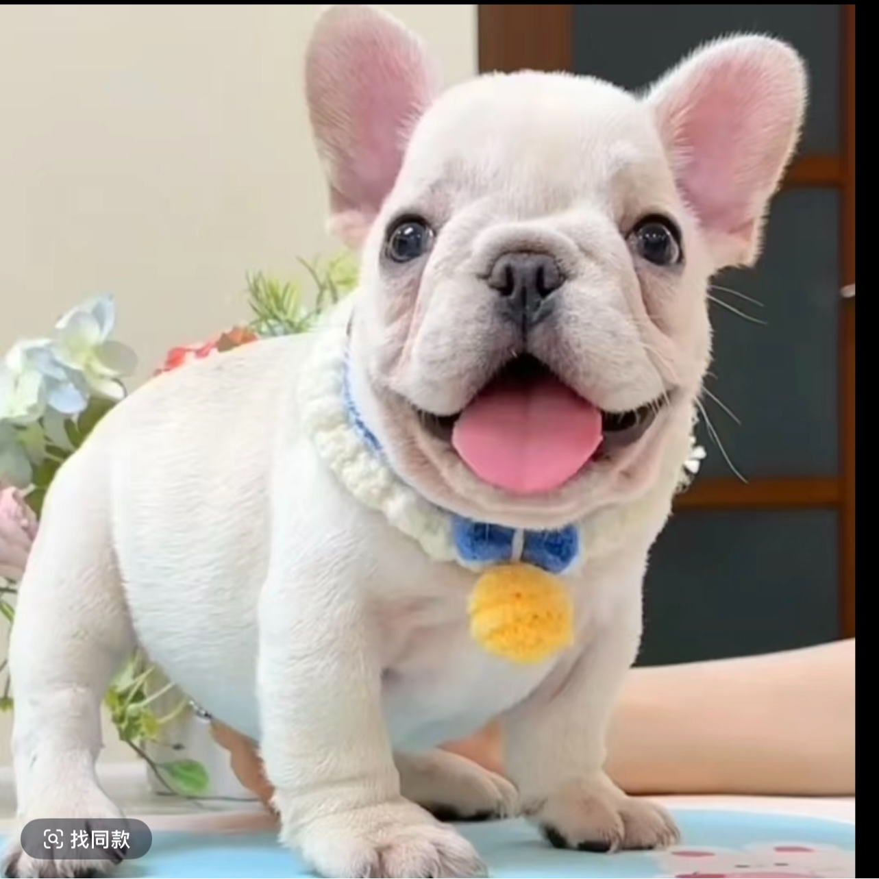 海哥宠物狗狗活体