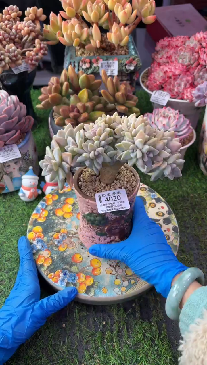 昆明印象多肉4020