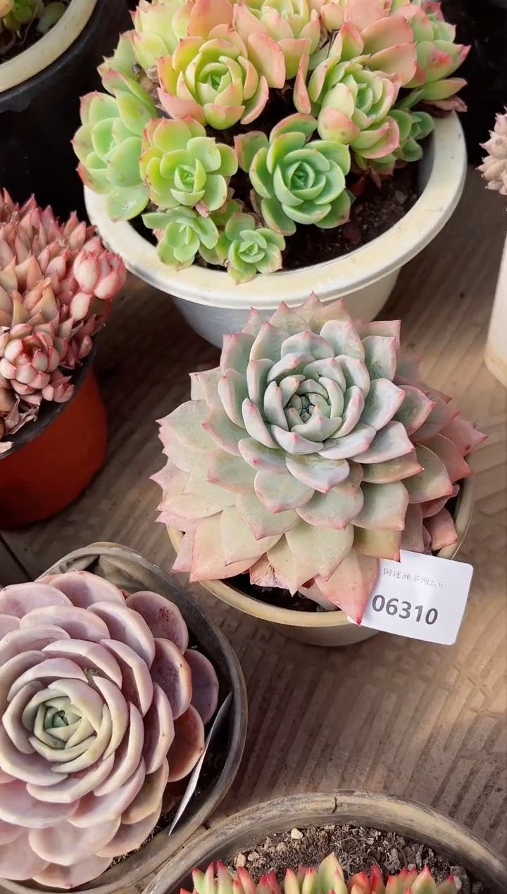 【闪购商品】06310