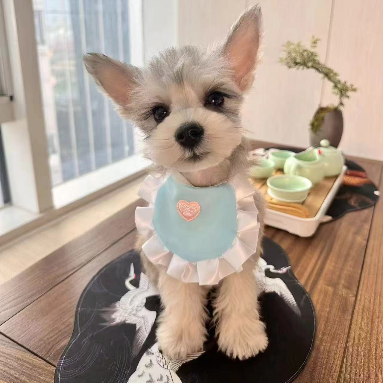 【菲菲雪纳瑞】狗狗活体