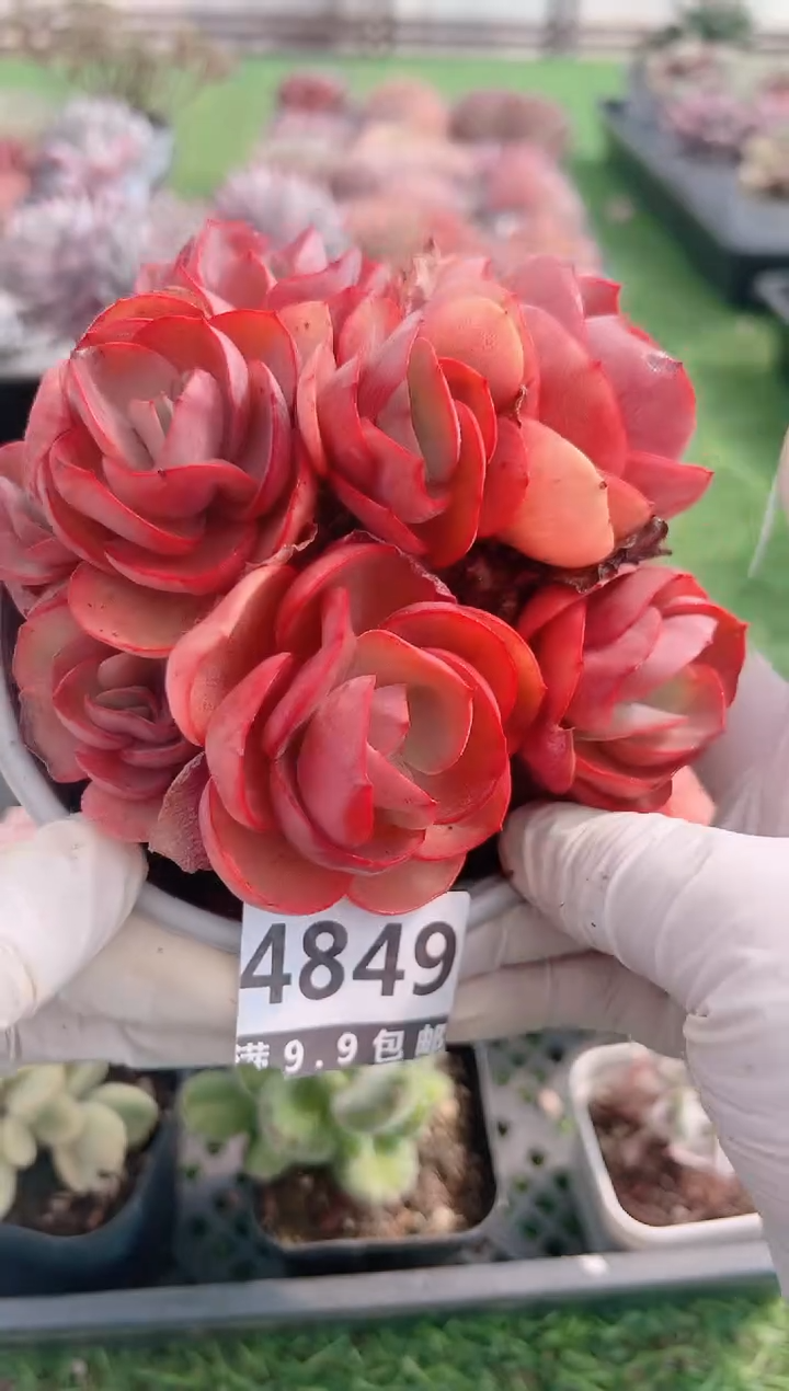 【闪购商品】信福多肉一物一拍