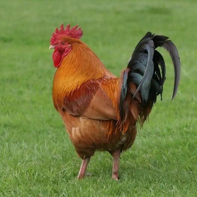 淮南草鸡农家散养大公鸡母鸡竹丝鸡乌鸡走地鸡谷物喂养营养丰富
