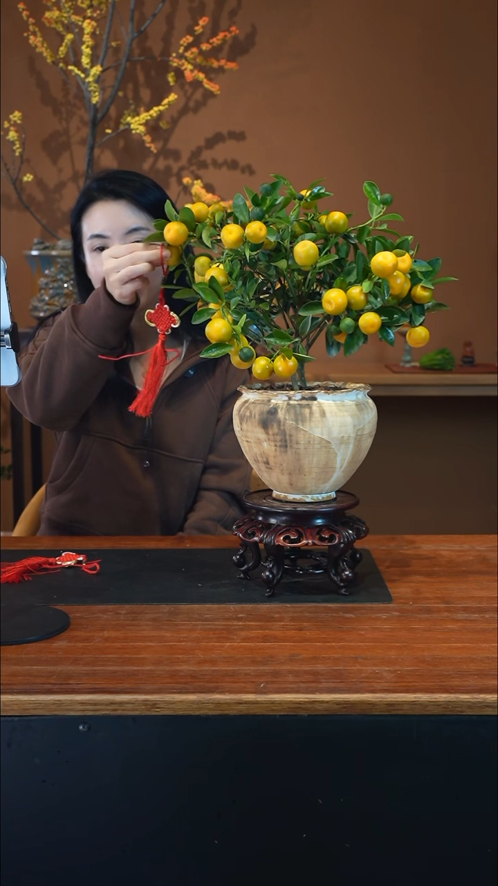 全部花朵小金橘陶盆盆景盆景