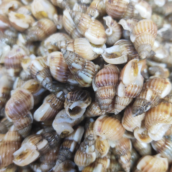 海螺丝海锥 