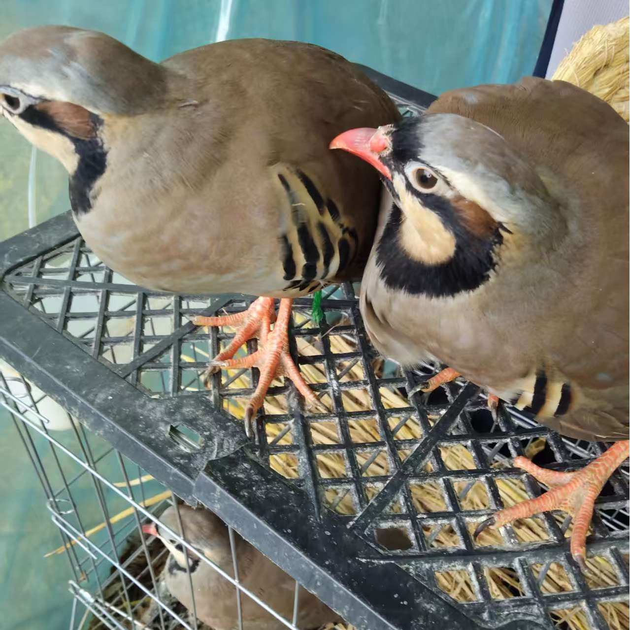 【买三送二】农家散养呱呱鸡咕咕鸡可养殖下蛋宠物鸟包邮