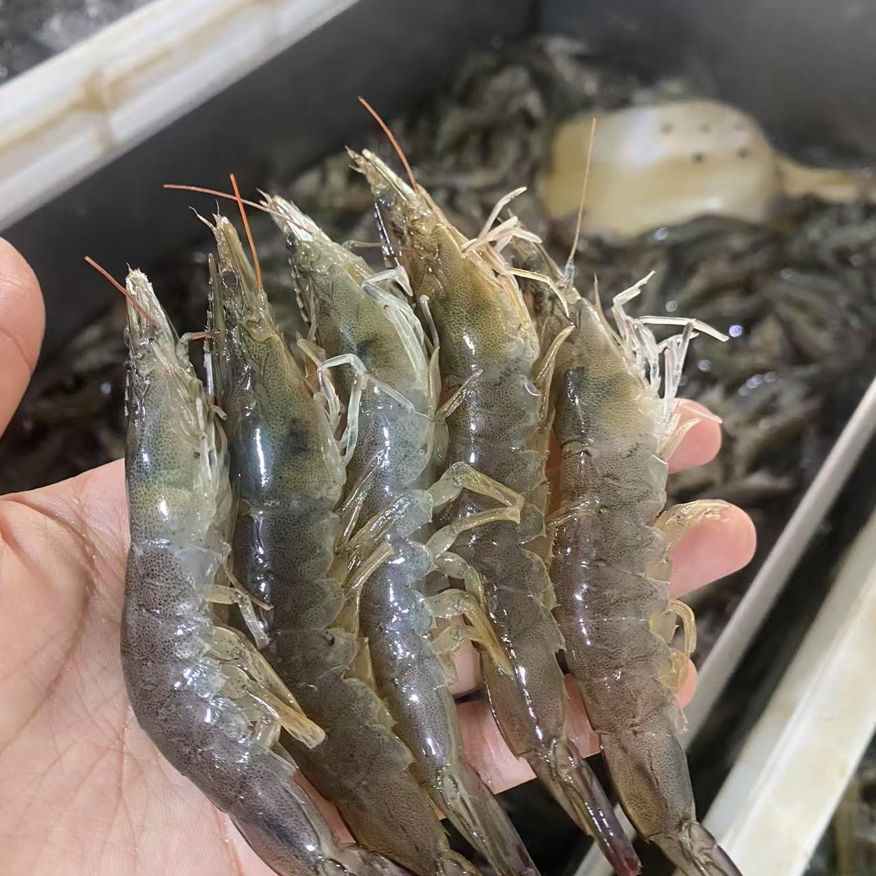 新鲜活虾特价活虾