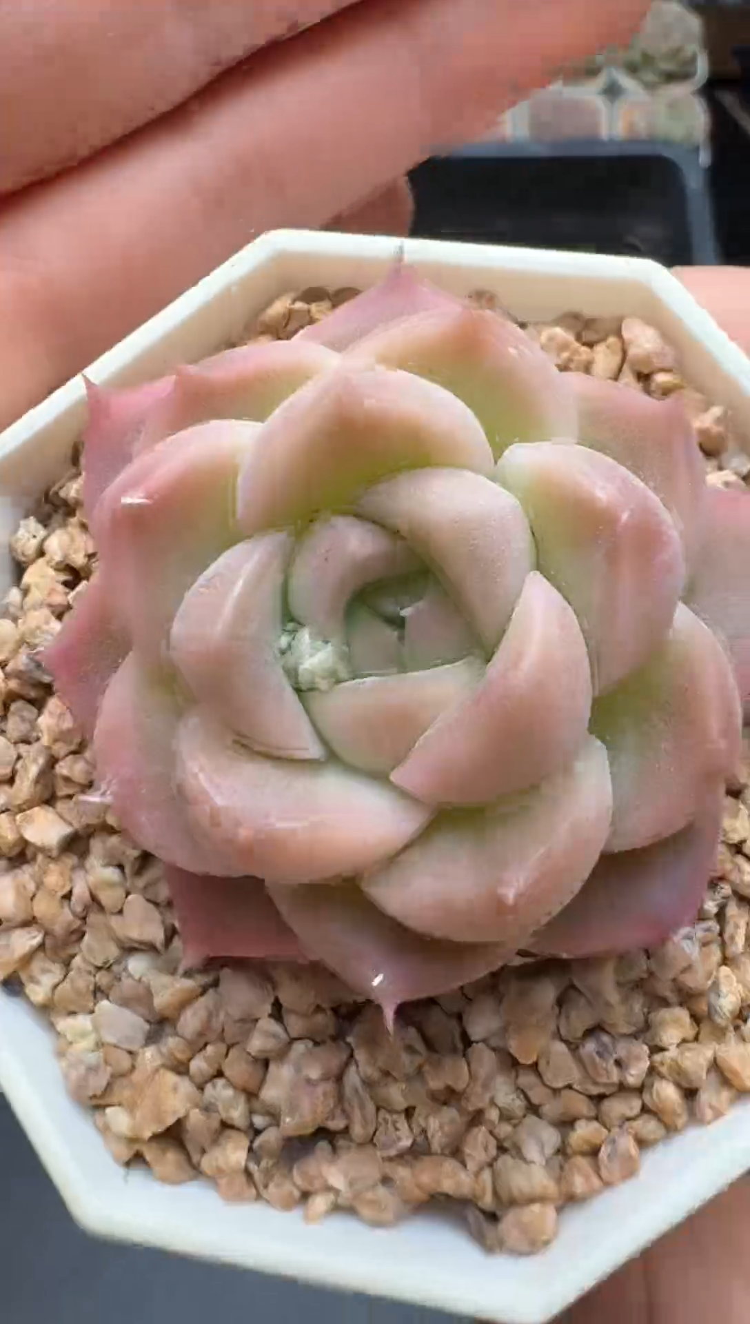 【闪购商品】320号一物一拍珍妮多肉花卉植物3颗起发
