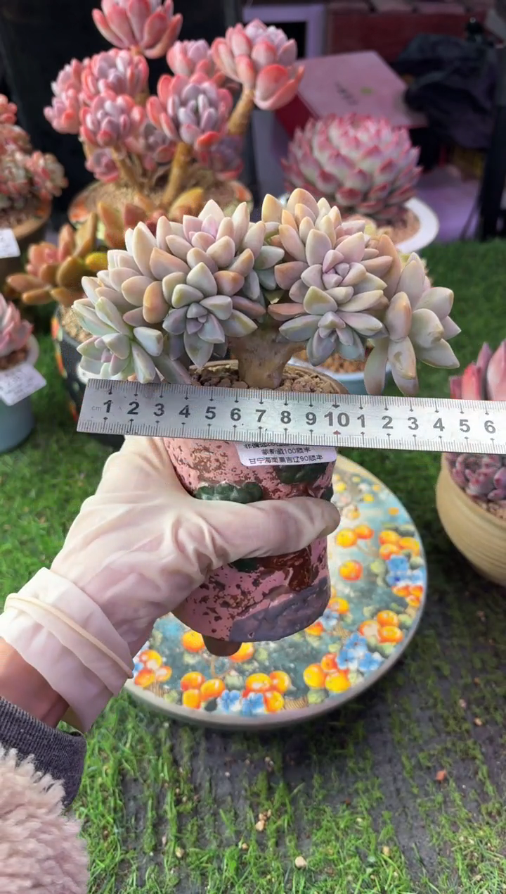 昆明印象多肉2505