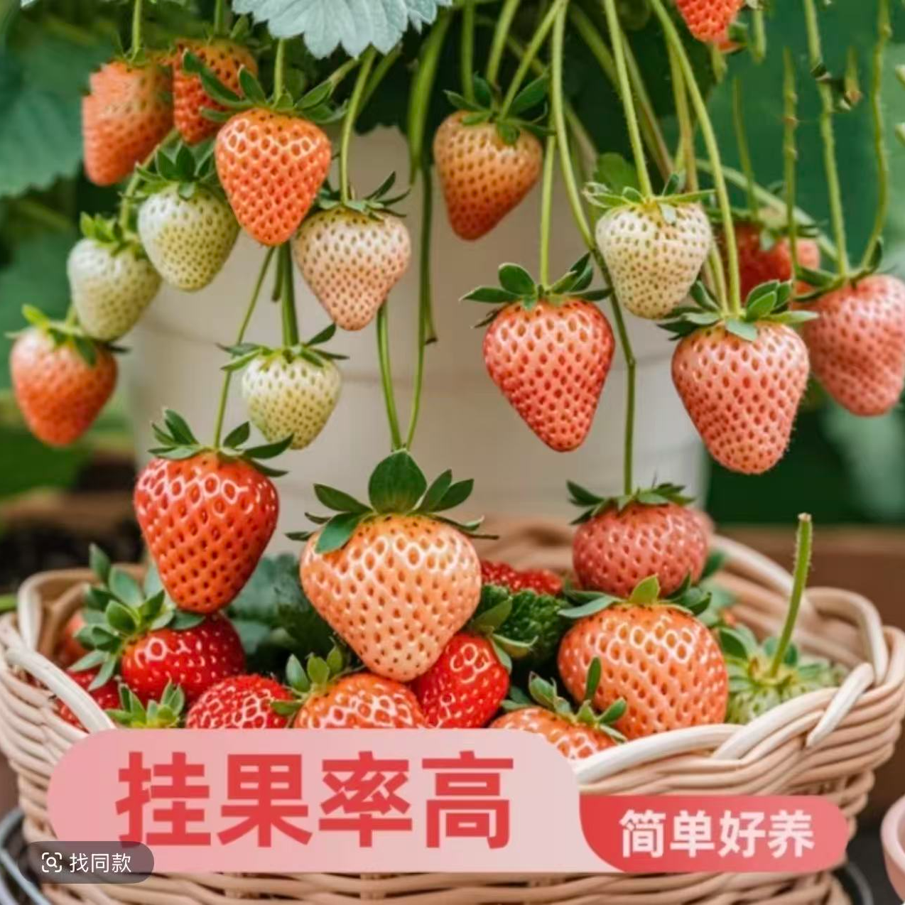 冬季盆栽越雪妃草莓种苗带花四季种子草莓苗带土食用秧