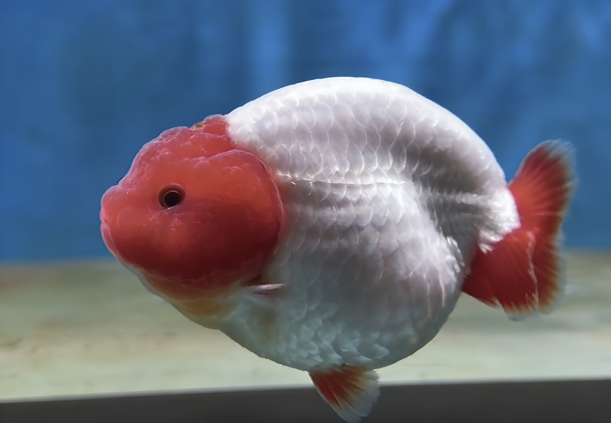 兰寿金鱼冷水观赏鱼苗活体好养耐活淡水招财鱼苗