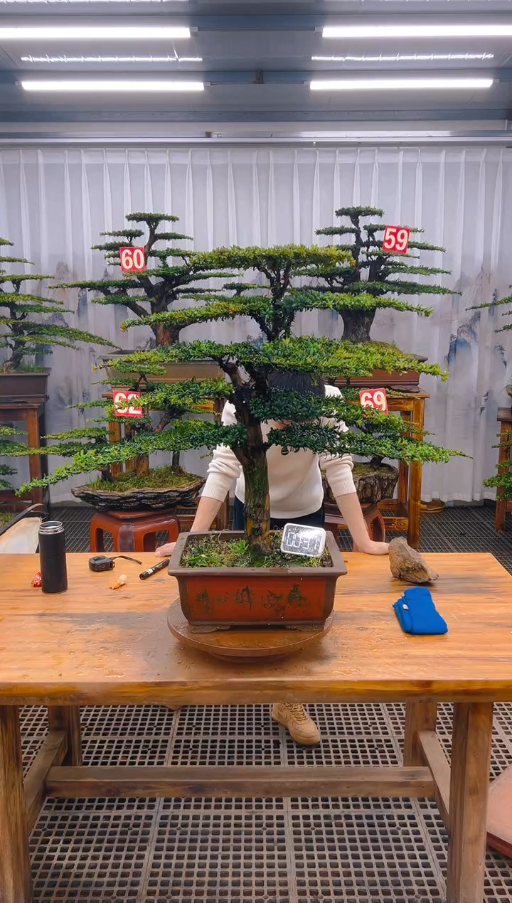 【闪购商品】紫砂精品盆景直播间一物一拍