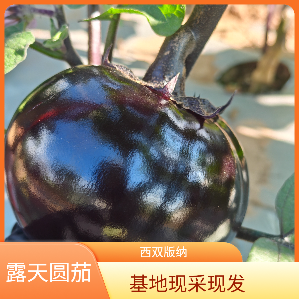 云南新鲜紫光圆茄花青素丰富新鲜采摘西双版纳产地直发  露天种植