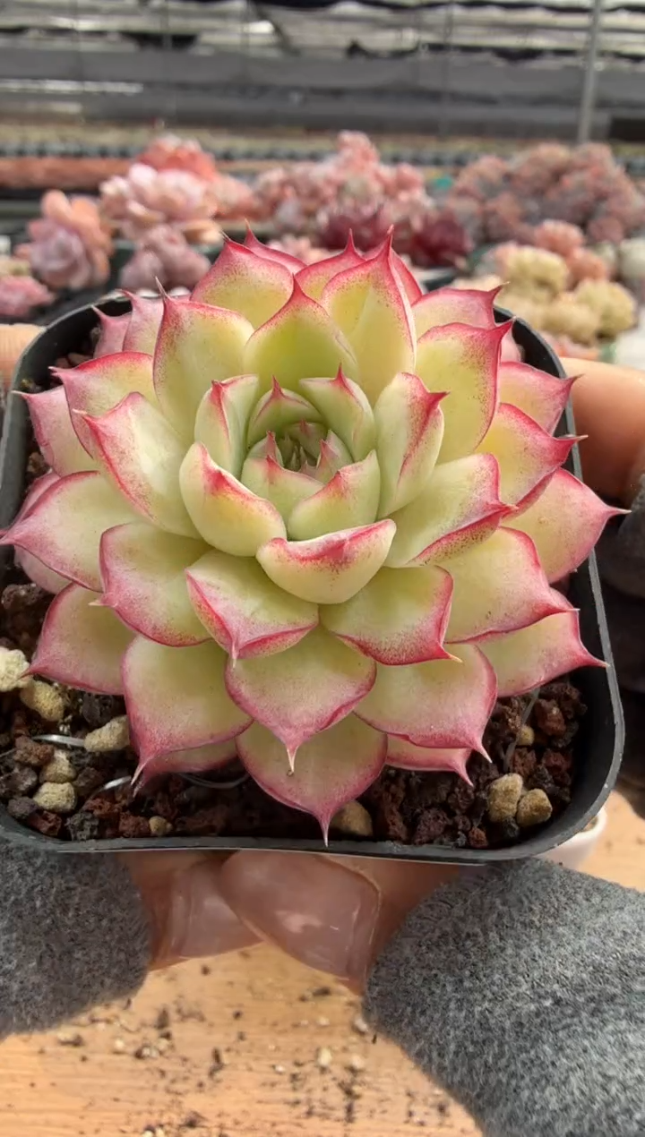 东云多肉园二店-188