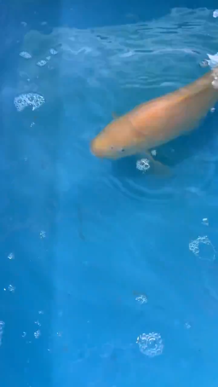 锦鲤太饱锦鲤36cm-48cm不包邮到付具体尺寸和品类以直播间为准