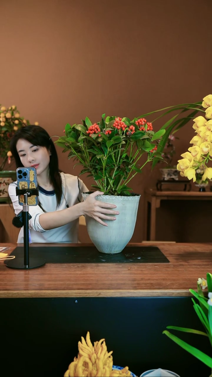 【闪购商品】盆景红玉珠