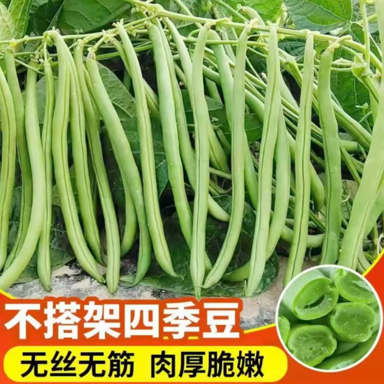 【无架四季豆种子】家庭阳台庭院种植四季可种易栽易活