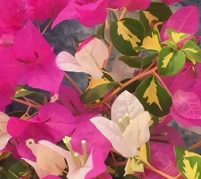 金星双色三角梅 老桩阳台庭院爬藤飘枝绿植鲜花四季开花带花原盆