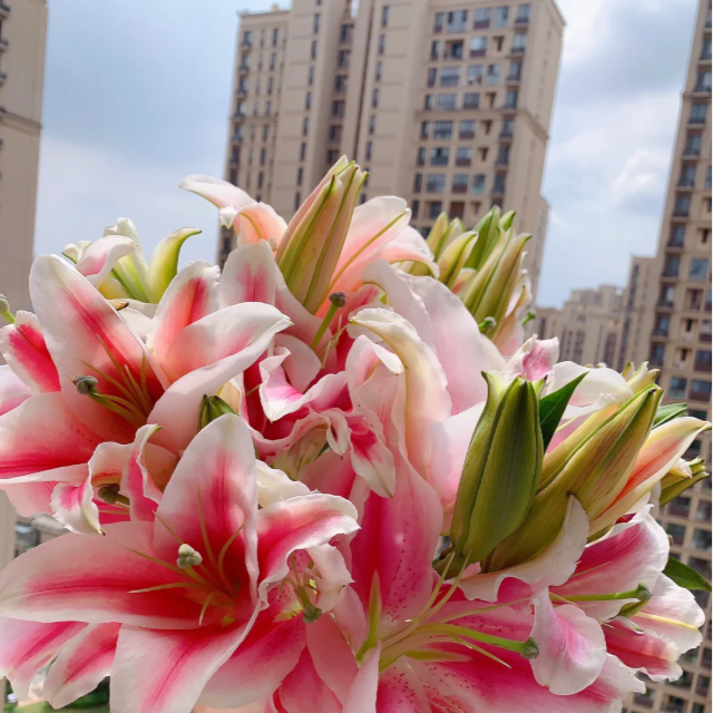 【新粉浮力马龙香水百合】高品质单瓣香水百夏天家居鲜花