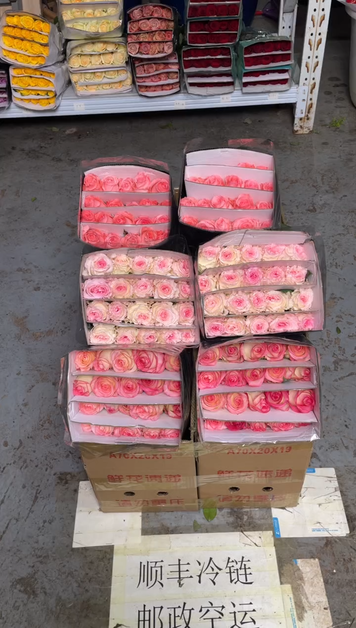 艾沙20枝+洛神20枝+戴安娜20枝