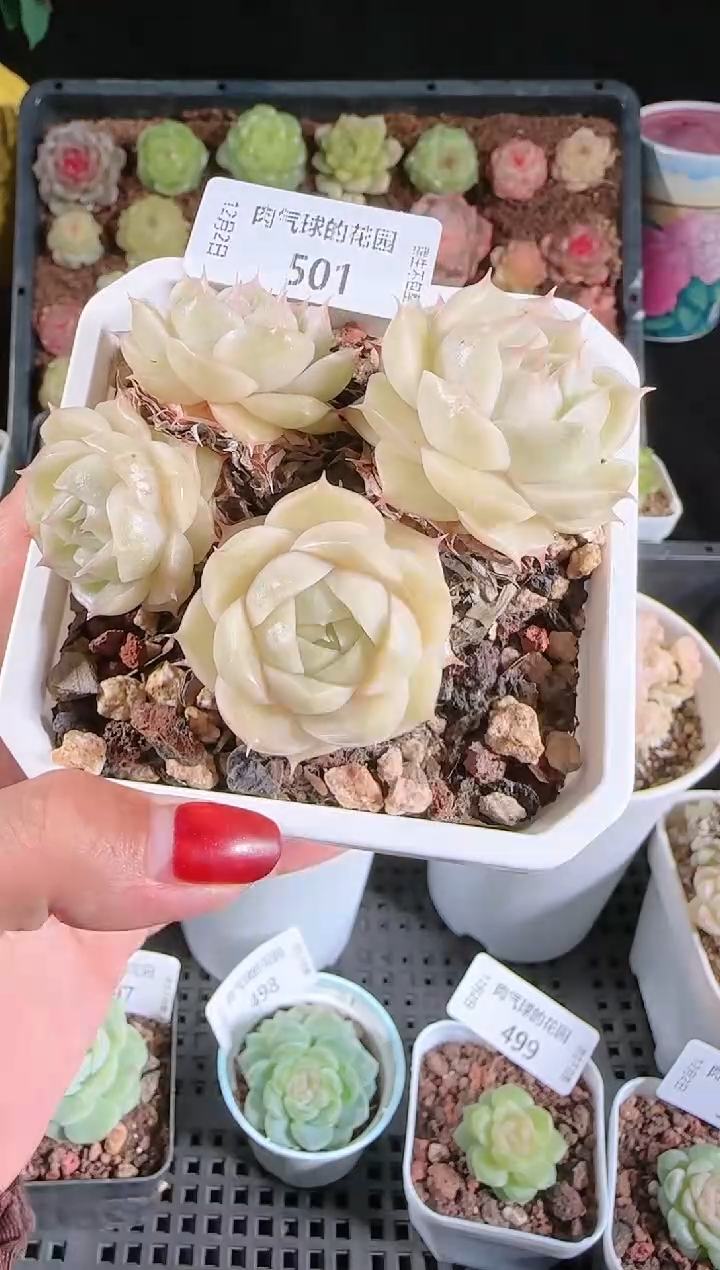 1202-501多肉群生不包整