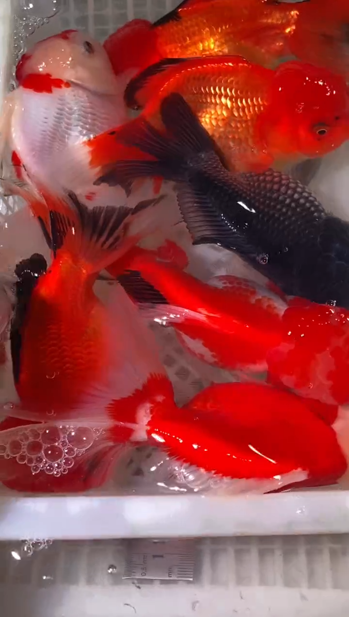 金鱼一物一拍金鱼7条