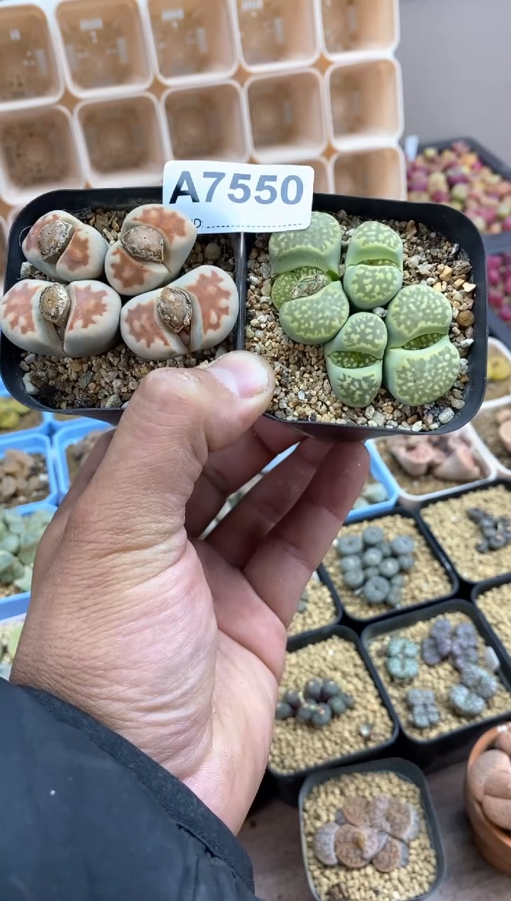 【闪购商品】7550直播间一物一拍链接